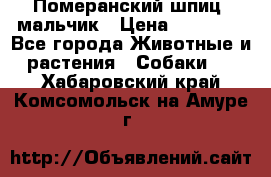 Померанский шпиц, мальчик › Цена ­ 35 000 - Все города Животные и растения » Собаки   . Хабаровский край,Комсомольск-на-Амуре г.
